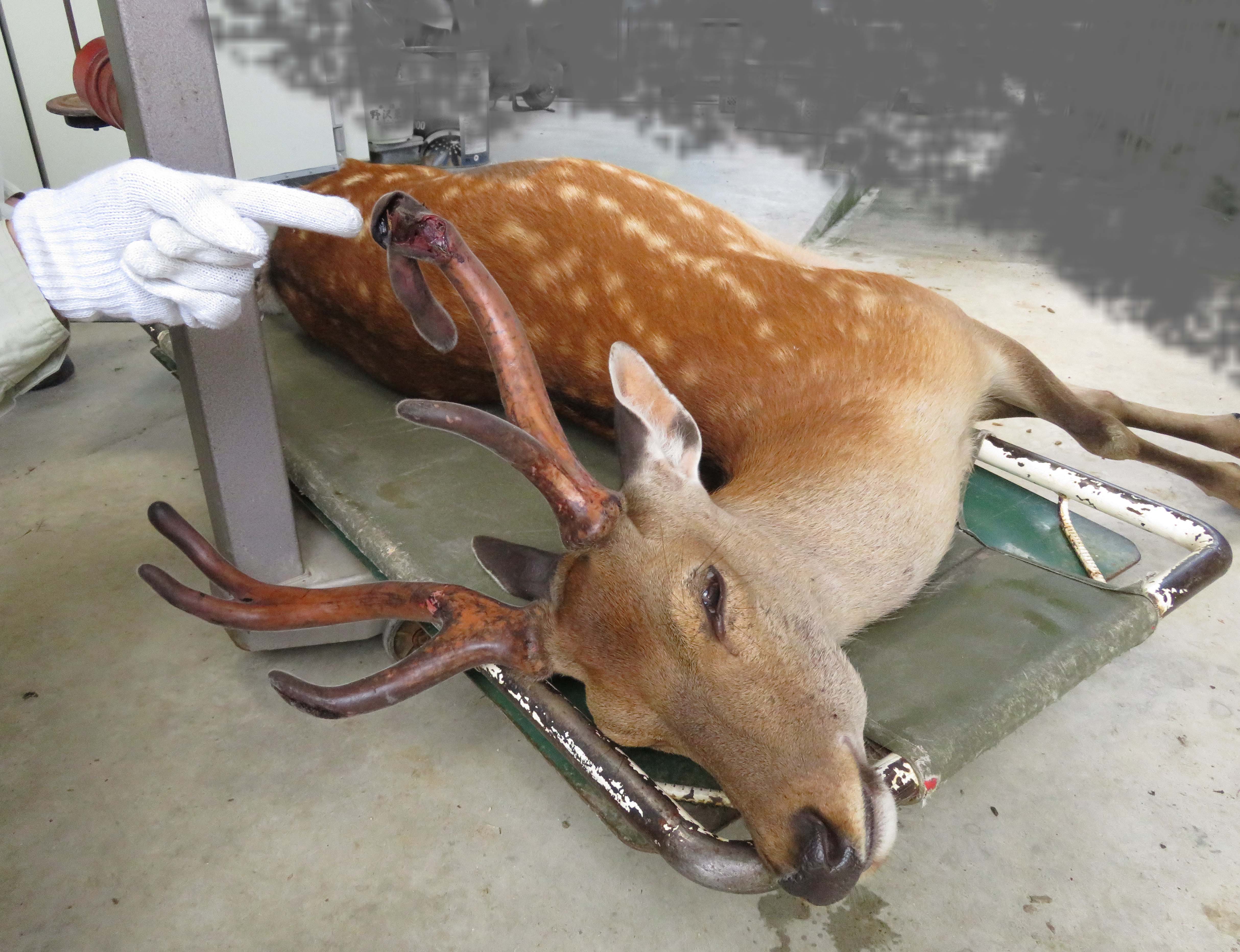 袋角损伤的小鹿受到保护– 一般財団法人奈良の鹿愛護会ブログ｜イベント情報と日々のこと